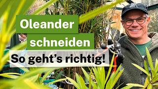 Oleander schneiden: Erziehungsschnitt vs. Radikalkur! 🌸✂️