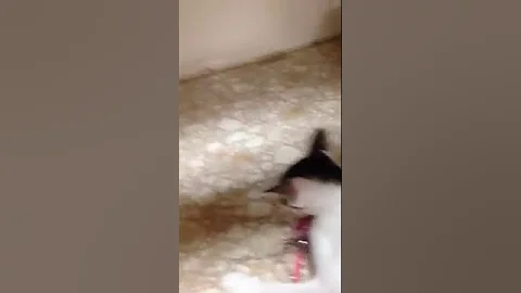 Video 3102261: siamese oriental kittens