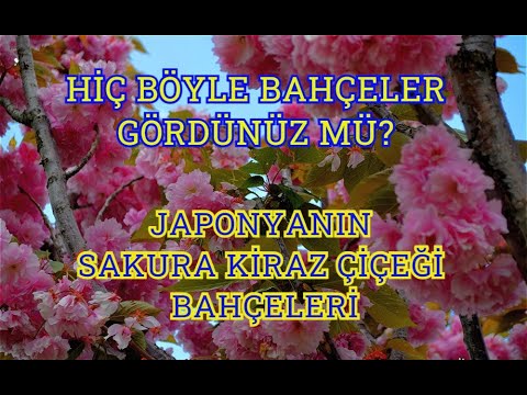 JAPONYANIN SAKURA BAHÇELERİ #SAKURAAĞACI #KİRAZÇİÇEĞİ #JAPONYA