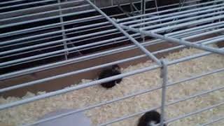 2 kuikens thuis