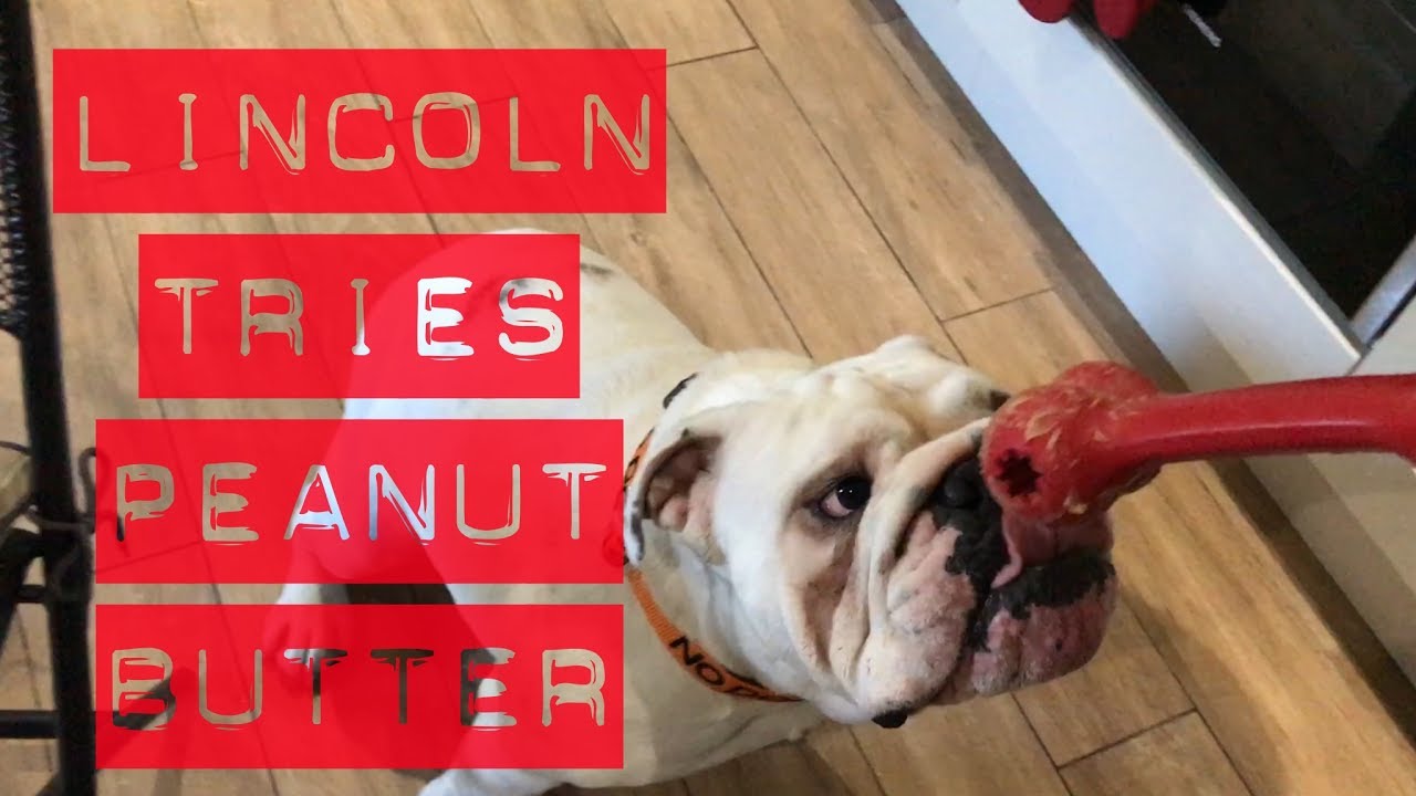 bulldog peanut butter