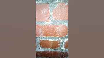 Leaking wall (between windows)