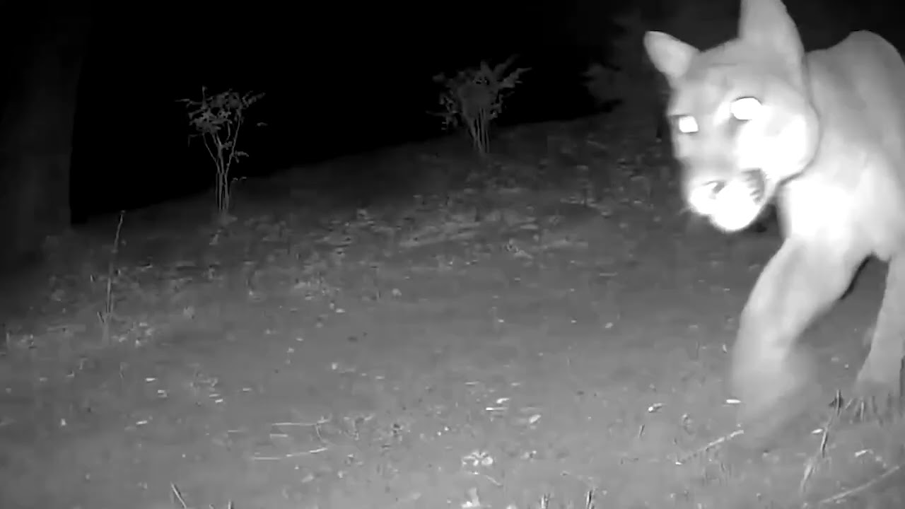 Mountain Lion Walks in Front of Home's Security Camera - 1782782