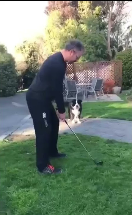 Man hits cat with golf club
