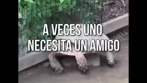 Todos necesitamos un amigo