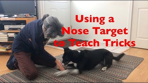 Using a Nose Target to Teach 15 Tricks! For Freestyle, Therapy Dogs and Fun!