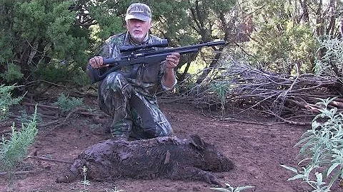 Airgun Hunt: Hog Hunt with a .22 carbine