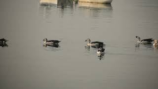 Comb ducks