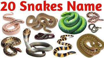 Snake Names for Kids | Learn 20 Types of Snakes in English | Preschool & Toddler Learning Video