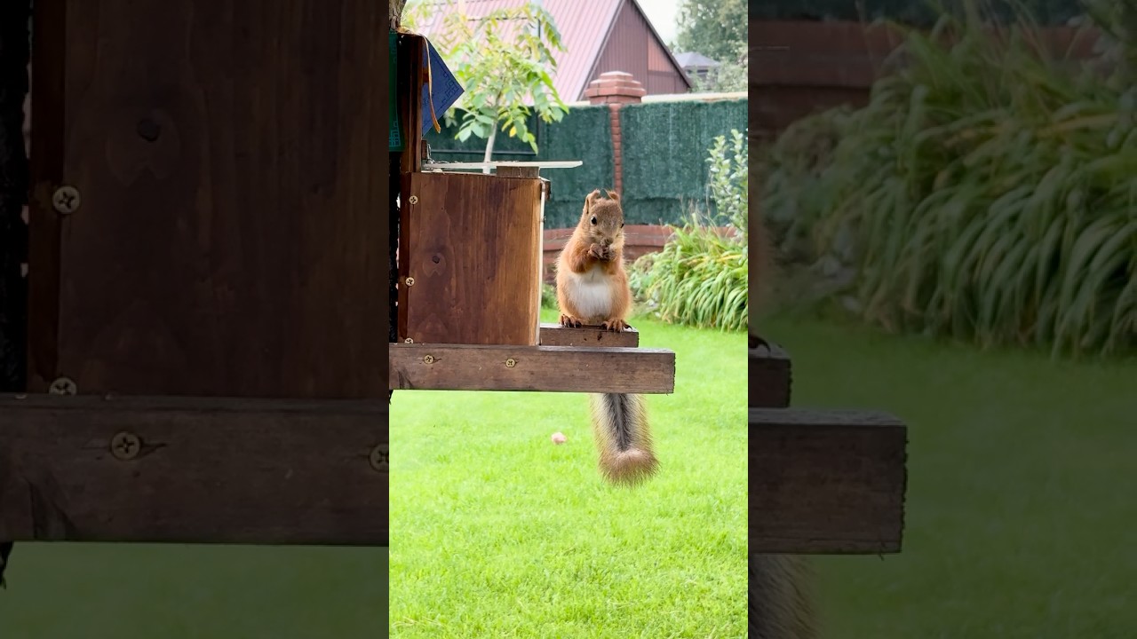 The Big Boss and the Tiniest Squirrel. Большой босс и самый маленький бельчонок.