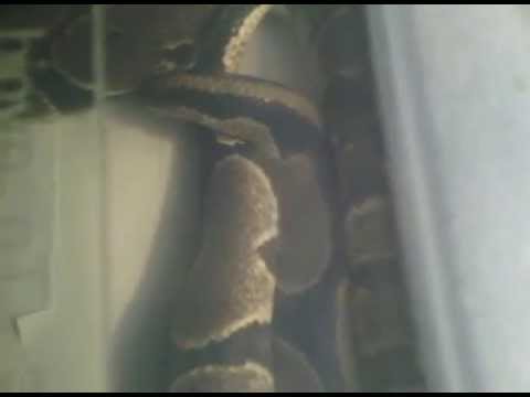 Wild Caught Ball Pythons