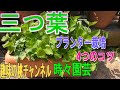【三つ葉】プランター栽培　4つのコツ　23/4/30