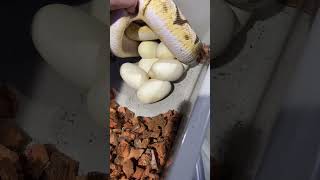 PULLING EGGS FROM A BALL PYTHON