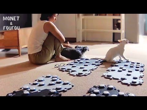 【喋る猫】が犬に嫉妬してボタンでこう言いました