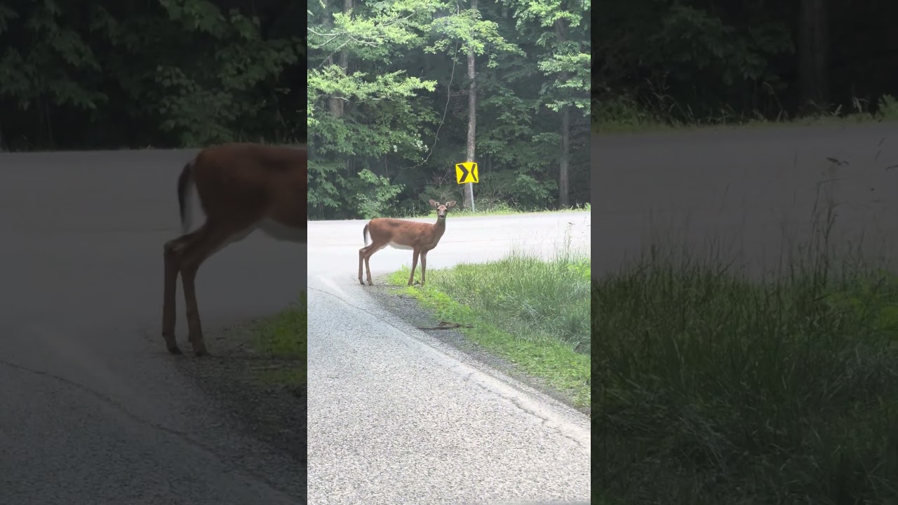 Traffic Calming on Route 250 on the east side of Jack Mountain 🦌🦌🦌