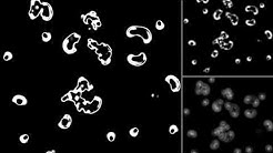 SmoothLife in Matlab with an increasing time differential