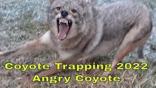 Coyote Trapping, 2022, Season 2 Ep. 12, Double on coyotes, Checking Traps while it's snowing #Coyote
