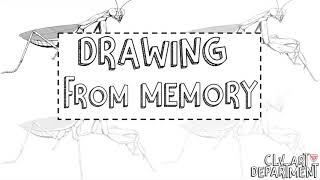 Drawing from memory (Y7 insect project)