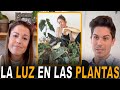 ¿Cuánta luz debe de recibir una planta de interior?