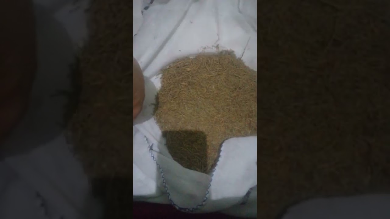 أخطر تفوسيخة  للسحر وخا يكون مدفون فالمقبرة  والبنات اللي تعطلو فالزواج بإذن الله