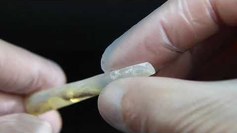 Fossil Belemnite Opal. OPBE51