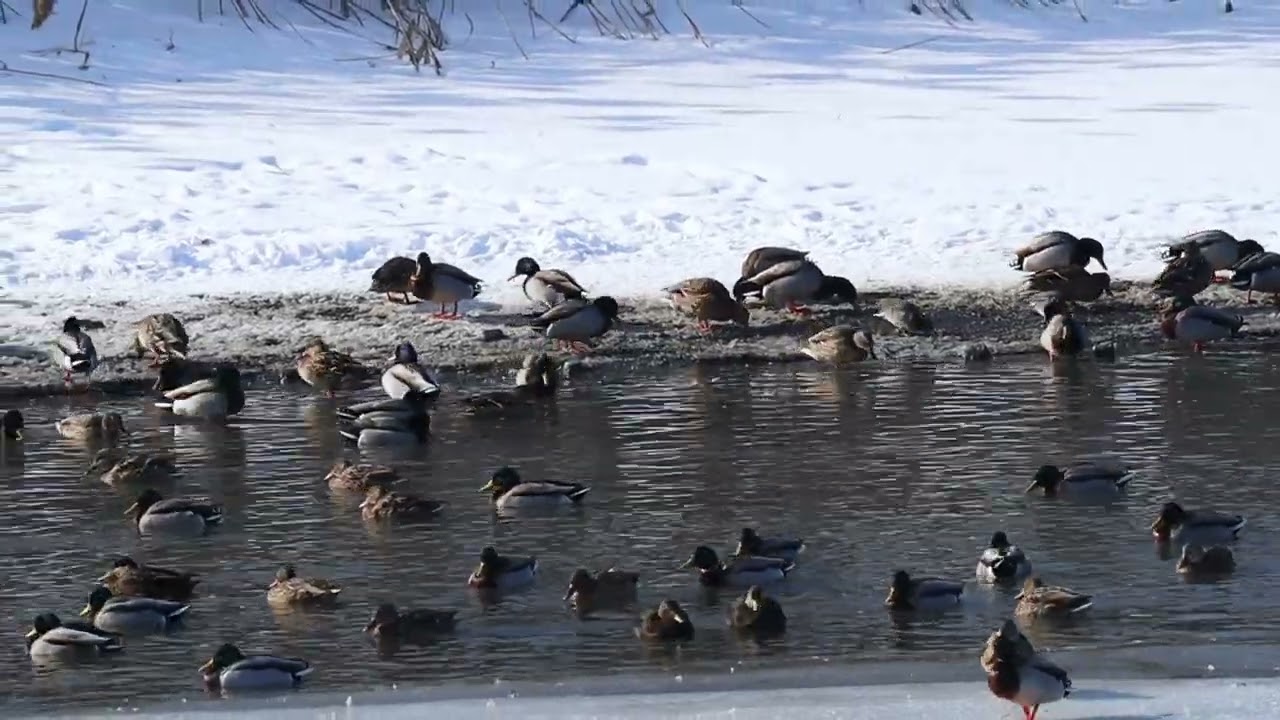 Canard Colvert Canal Chambly 2024