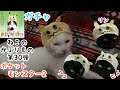 【ガチャ】ねこのかぶりものポケットモンスター2かぶらせてみた【かわいいかわいいねこのかぶりものポケットモンスター2】