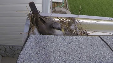 Bird in Our Rain Gutter GoPro