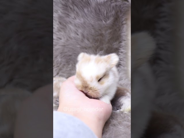 1羽1羽の柄が違ううさぎさんの赤ちゃん