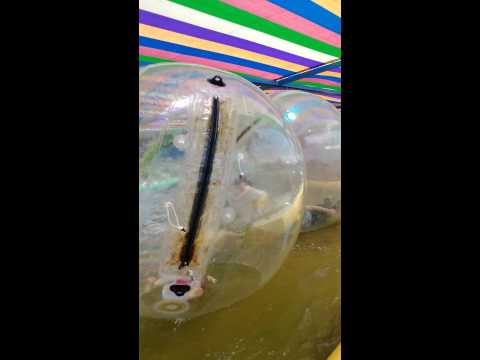 恆春哈利波特水球3