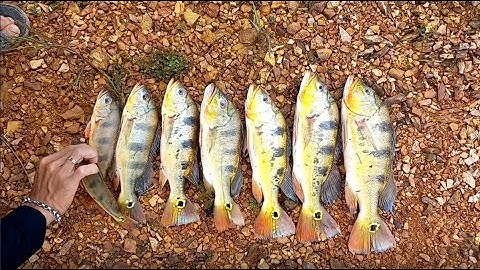 Cắm trại, săn cá Hoàng đế hồ Trị An  -  Camping & Fishing in Tri An Lake