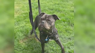 Second Chance: Gwendolyn looking for a forever home