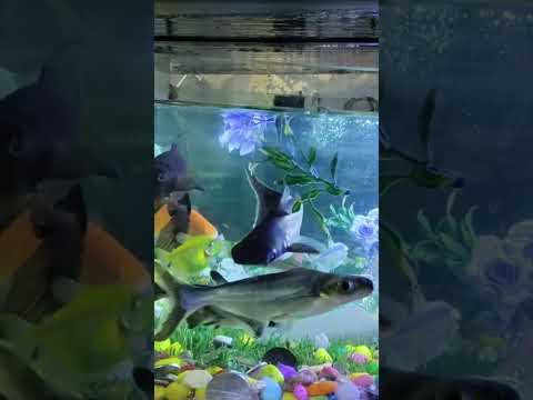 Jindagi Sabai ko Yastai Ho #Shorts #song #nepalifolksong by @Puranchand079