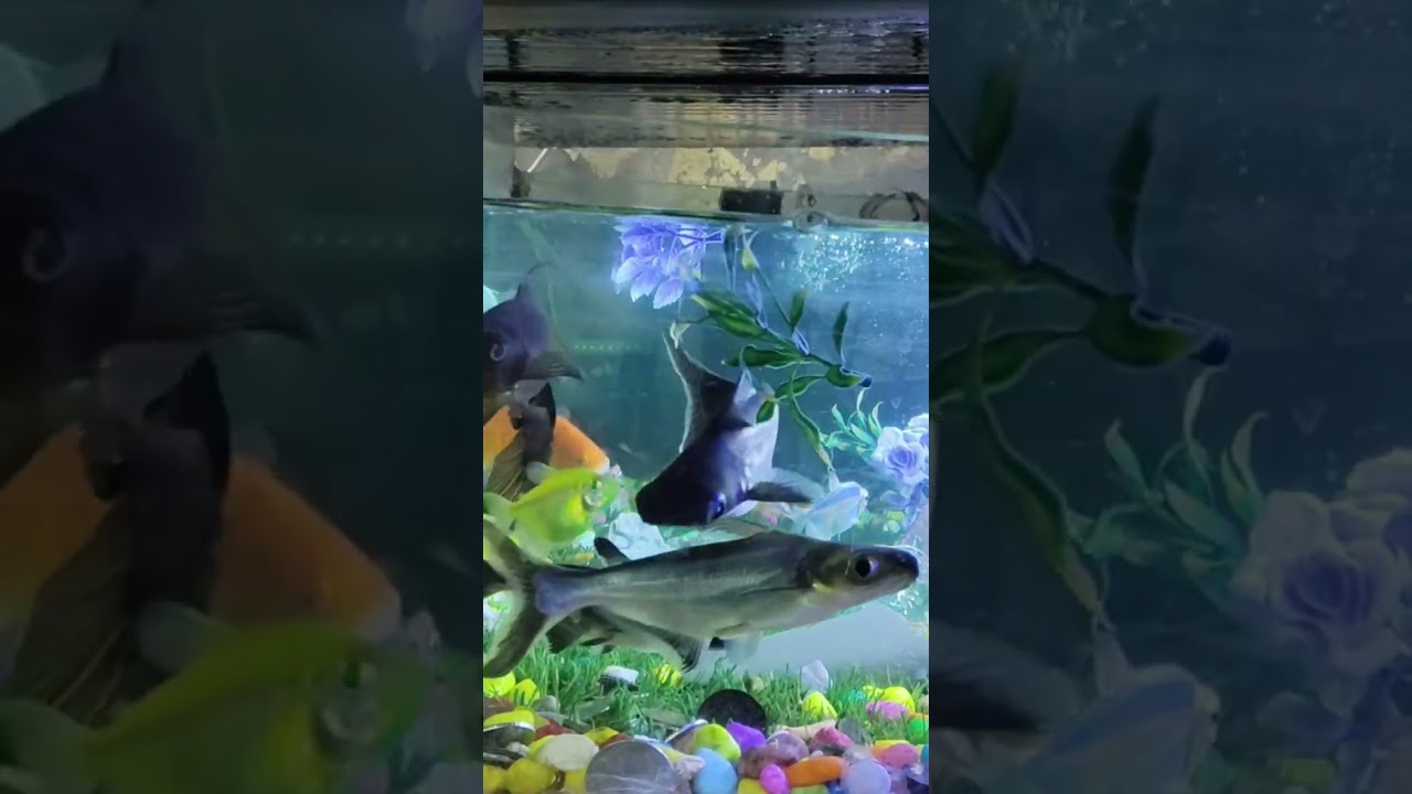 Jindagi Sabai ko Yastai Ho #Shorts #song #nepalifolksong — @Puranchand079 YouTube video