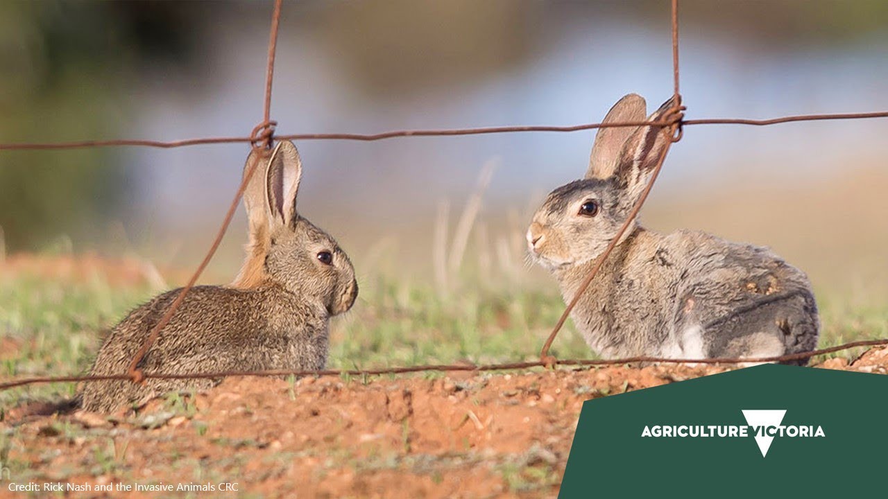 Integrated rabbit control, Invasive animal management