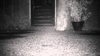 Two Mice On Our Terrace