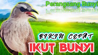 Perangsang Bunyi BURUNG TRUCUKAN MACET dan MALAS bunyi biar GACOR