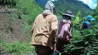 Ua Teb Sab2 Lo Da Dej Ua Si