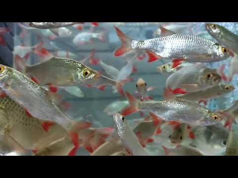 🔴 Краснопёрка для зарыбления водоёма - здоровая и красивая рыба для пруда!