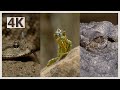 Incredible Wildlife Video of Reptiles In 4K | 1 Hour Animal Sounds with Relaxing Music