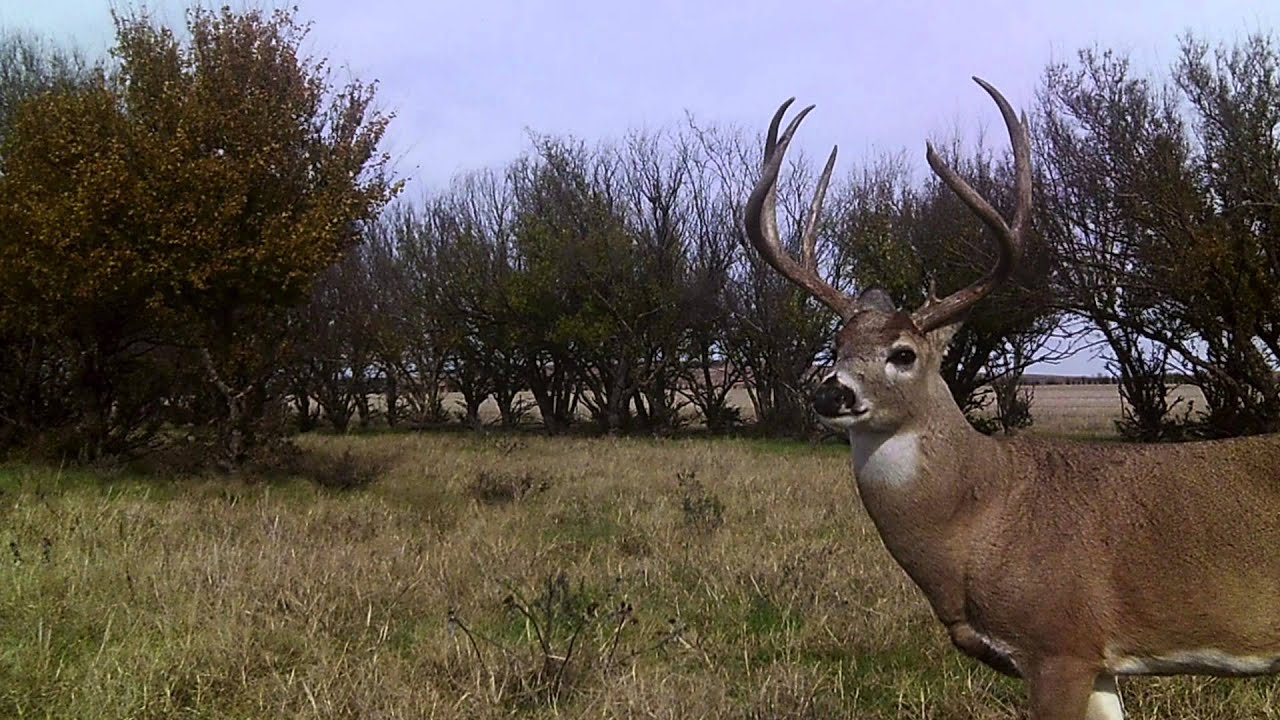 Stuart Ranch Waurika Division Deer Highlight YouTube