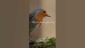 سورة الأحزاب - ٤١-٤٤