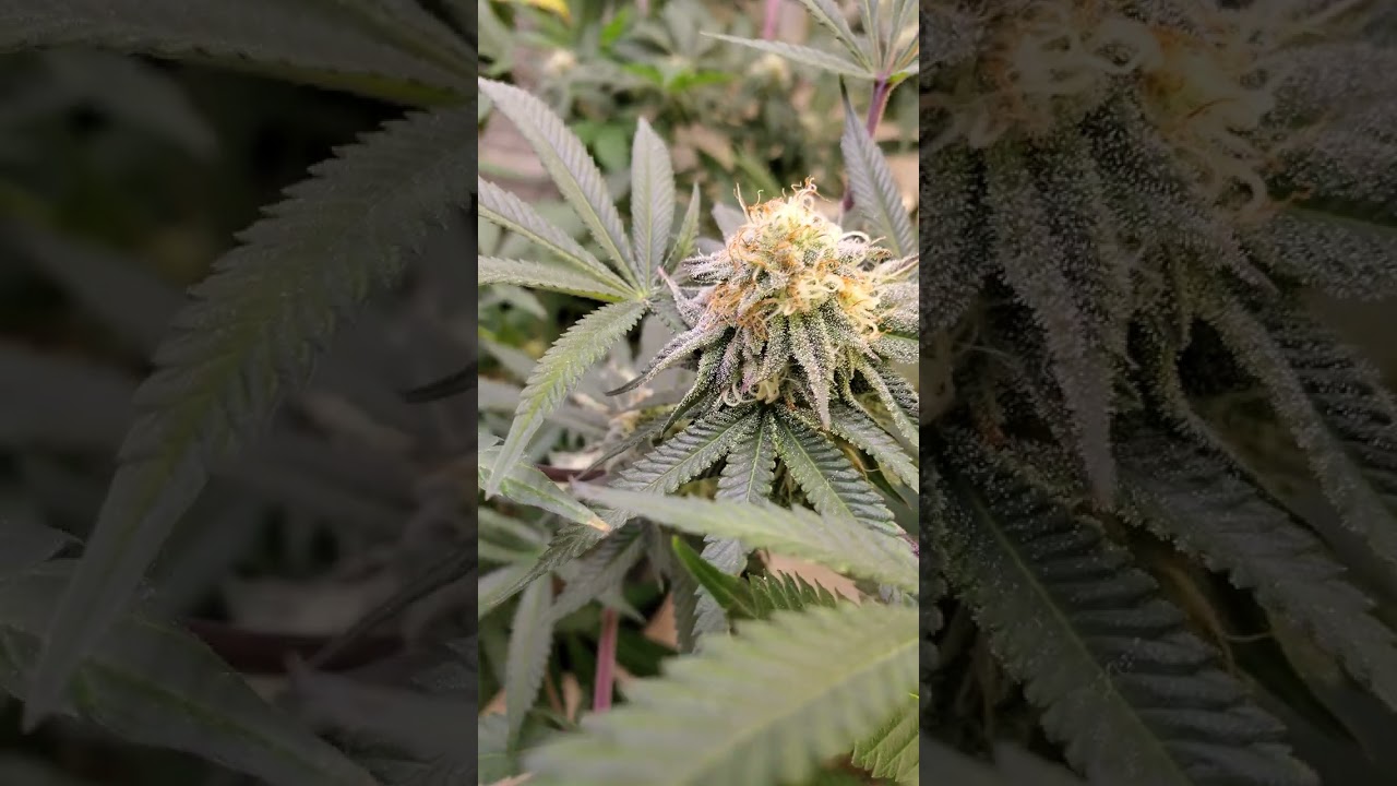 FIRST PHOTOS BISCOTTI MINTS, LEMON TREE, MOBY DICK ,AN THE STUNTED ONE IS WATERMELON ZITTLES