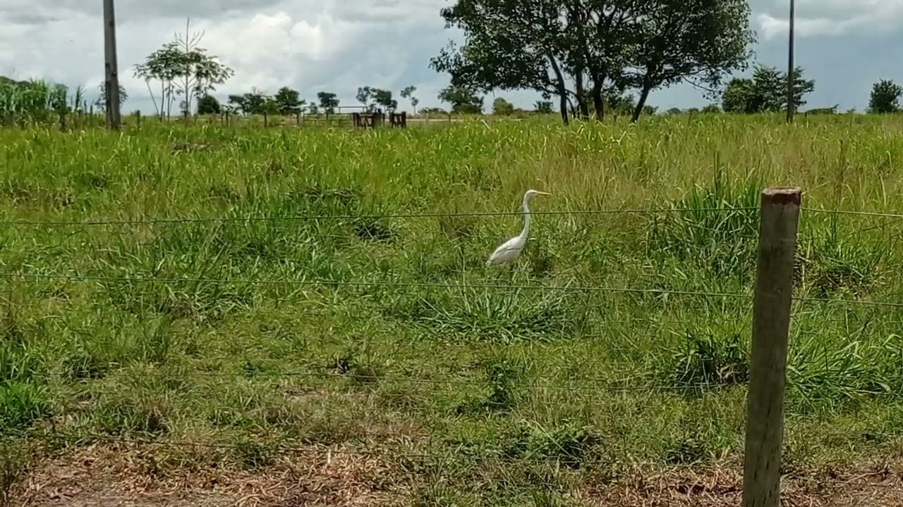 garça na caça de insetos