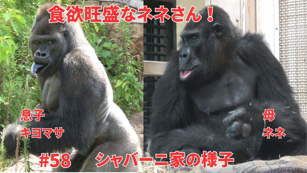 Nene has a hearty appetite【東山動物園ゴリラ】Shabani family #58