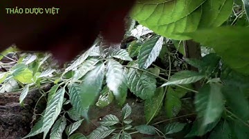 Tác dụng tuyệt vời mà ít người biết đến từ cây thuốc quý này. Cây giảo cổ lam. THẢO DƯỢC VIỆT