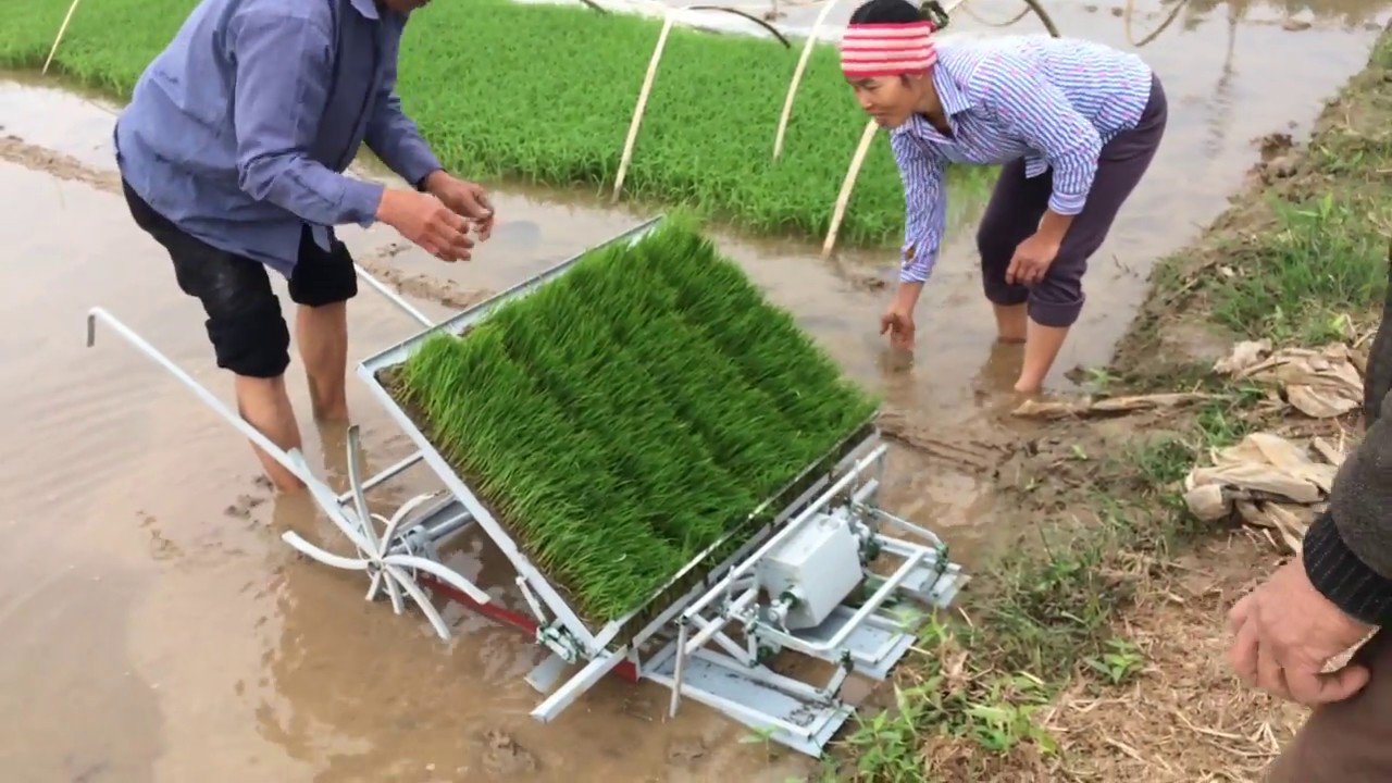 Dịch vụ  Máy cấy Xuân Quỳnh Đông Cao - Đông Xuyên - Ninh Giang - Hải Dương  LH 0376005027