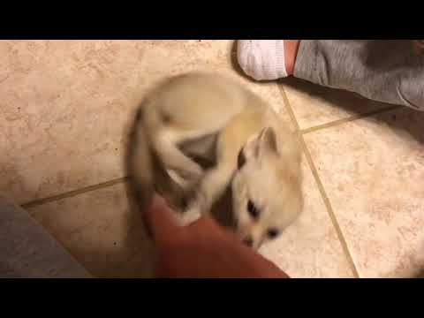 Frisky Fennec Fox