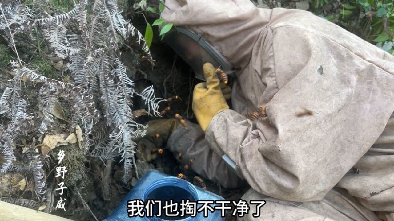 大哥是山林被蛰，子威闻讯带上抓蜂四件套进山灭害