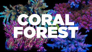 Acropora Coral Reef Forest!